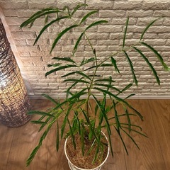 ❇️夜になると葉を閉じて眠る不思議✨な観葉植物【エバーフレッシュ】✨の画像