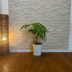 ❇️夜になると葉を閉じて眠る不思議✨な観葉植物【エバーフレッシュ】✨の画像