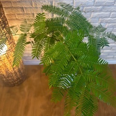 ❇️夜になると葉を閉じて眠る不思議✨な観葉植物【エバーフレッシュ】✨の画像