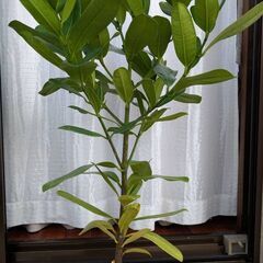 【観葉植物】福木（フクギ）の画像