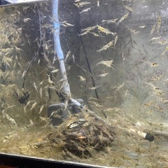 ⬆️増量しました⬆️🦐熱帯魚の餌にも釣り餌にも最適🦐大量スジエビ２cm±〜４cm±約１００匹→１５０匹で1,000円にします❗️🦐の画像