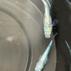 めだか　レックウザの画像