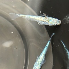 めだか　レックウザの画像