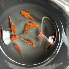 決まりました。ダルマめだかの画像