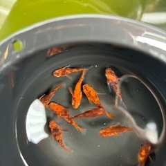 決まりました。ダルマめだかの画像
