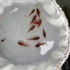 決まりました。ダルマめだかの画像