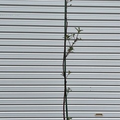 ピンク猫柳　3年生苗木130㎝の画像