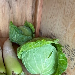 朝取立て　野菜の画像