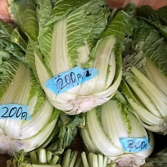 朝取立て　野菜の画像