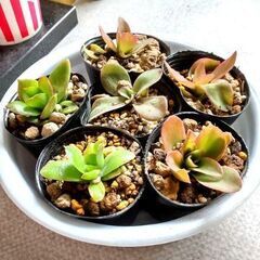 【多肉植物】クラッスラ属『火祭り』2号ポリポット（HMT100）の画像