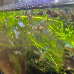 【急募】赤ちゃんあり！【最後の出品】希少オスのブルー個体2匹入り　国産グッピー10匹（8匹+死亡保証2匹）　熱帯魚の画像