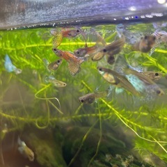 【急募】赤ちゃんあり！【最後の出品】希少オスのブルー個体2匹入り　国産グッピー10匹（8匹+死亡保証2匹）　熱帯魚の画像