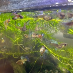 【急募】赤ちゃんあり！【最後の出品】希少オスのブルー個体2匹入り　国産グッピー10匹（8匹+死亡保証2匹）　熱帯魚の画像