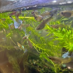 【急募】赤ちゃんあり！【最後の出品】希少オスのブルー個体2匹入り　国産グッピー10匹（8匹+死亡保証2匹）　熱帯魚の画像