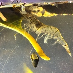 🦞スジエビ🍤　1匹100円よりの画像