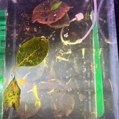 🦞スジエビ🍤　1匹100円よりの画像