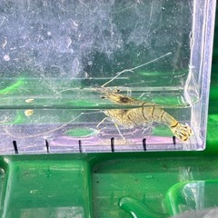 🦞スジエビ🍤　1匹100円よりの画像