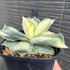 斑入りアガベ　台湾の星　ポタトラムの画像