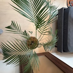 【受渡決定済】ヤシ　鉢植え　観葉植物　⭐︎本日10/26 20:00頃お引取希望　の画像