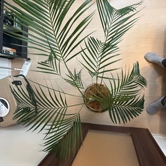 【受渡決定済】ヤシ　鉢植え　観葉植物　⭐︎本日10/26 20:00頃お引取希望　の画像