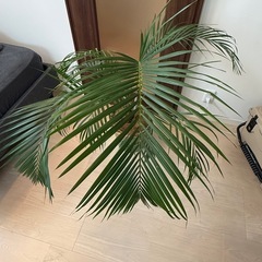 【受渡決定済】ヤシ　鉢植え　観葉植物　⭐︎本日10/26 20:00頃お引取希望　の画像