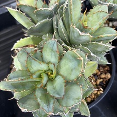 アガベ　フィリグリーデビル　群生株の画像