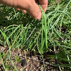 売り切れ　玉ねぎ　苗　要相談の画像