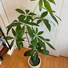 パキラ（高さ120cm程度）の画像