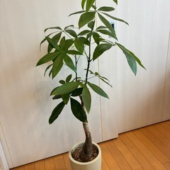 パキラ（高さ120cm程度）の画像