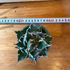 アガベ　チタノタ　シーザーの画像