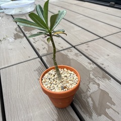 アデニウムの挿木　発根済み　植物の画像