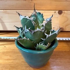 アガベチタノタ　シーザー
の画像