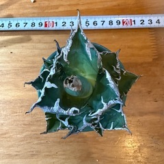 アガベチタノタ　シーザー
の画像