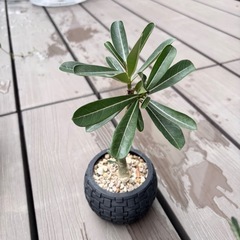 アデニウムの挿木　発根済み　植物　鉢もそのまま良ければの画像