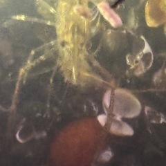 🦞テナガエビ🍤　1匹300円 の画像