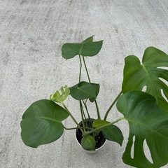 観葉植物　モンステラ？の画像