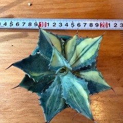 アガベ　イシスメンシス　雷神錦
　の画像