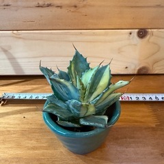 アガベ　イシスメンシス　雷神錦
　の画像
