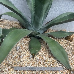 特大 アガベの画像