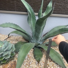 特大 アガベの画像