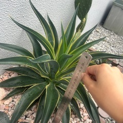 アガベ ベネズエラの画像