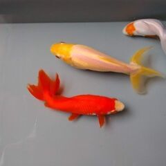 琉金、三尾和金の画像