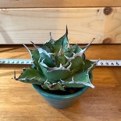 アガベ　チタノタ　ハデス
の画像