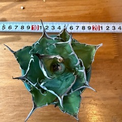 アガベ　チタノタ　ハデス
の画像