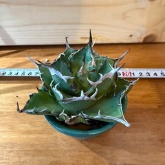 アガベ　チタノタ　ハデス
の画像