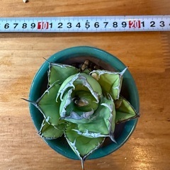 オテロイ　オアハカの画像