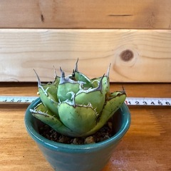 オテロイ　オアハカの画像