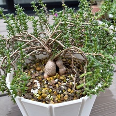 姫紅小松　多肉植物　挿木4本　発根済みの画像