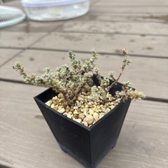 姫紅小松　多肉植物　挿木4本　発根済みの画像