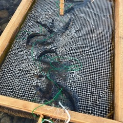 【九頭竜川　天然あゆ】　活魚11/8まで！　九頭竜川中部漁協組合員による相対販売！の画像
